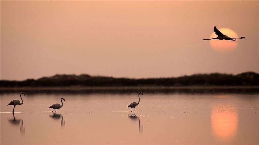 Why flamingo populations in Kenya are on the decline