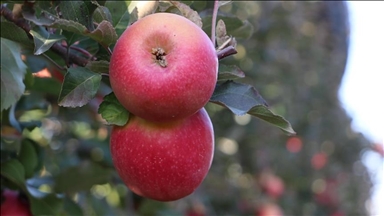 تركيا تصدر تفاح بقيمة 180 مليون دولار خلال 2021