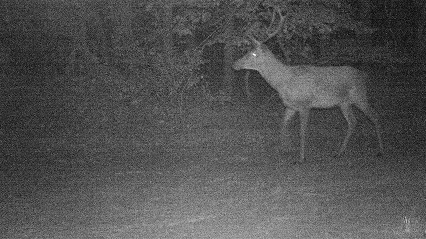 Trakya'da kızıl geyik fotokapanla görüntülendi