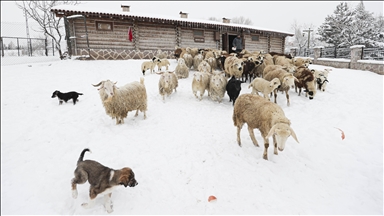عقب سقوط الثلوج.. إقبال كبير على مزرعة للحيوانات في أنقرة
