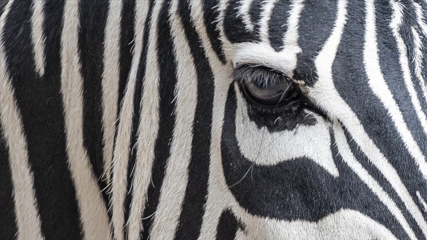 9 zebras die mysteriously at safari park in Bangladesh