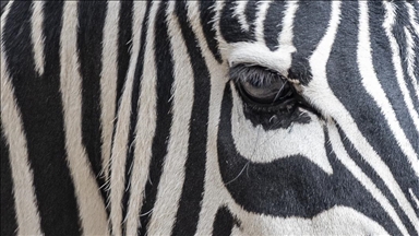 9 zebras die mysteriously at safari park in Bangladesh