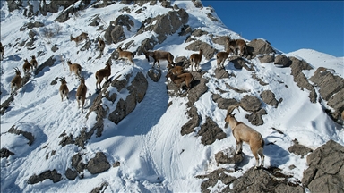 Milli parkta yerleri drone ile belirlenen dağ keçilerine yem bırakıldı