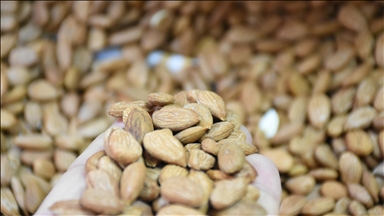 Экспорт абрикосовых косточек из Малатьи в 2021 году составил $17,3 млн