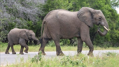 Слон во Уганда прегази турист во моментот кога излегувал од своето возило