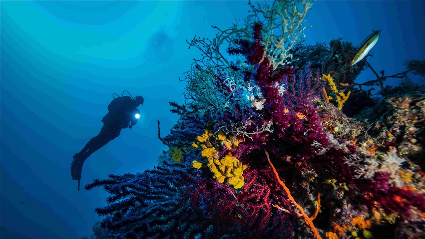 Australia destinará USD 700 millones adicionales para preservar la Gran Barrera de Coral