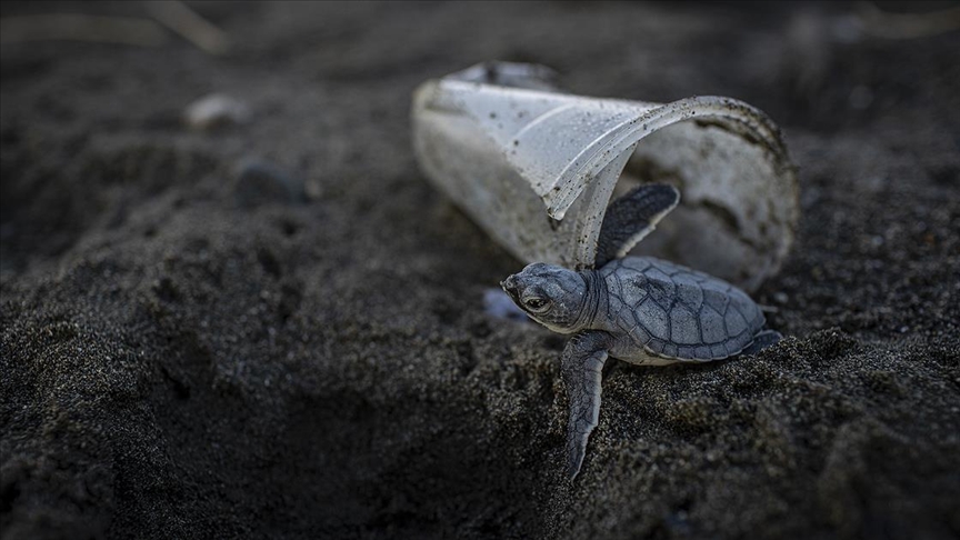 Ölü 50 deniz kaplumbağasının yarısının midesinde plastik tespit edildi