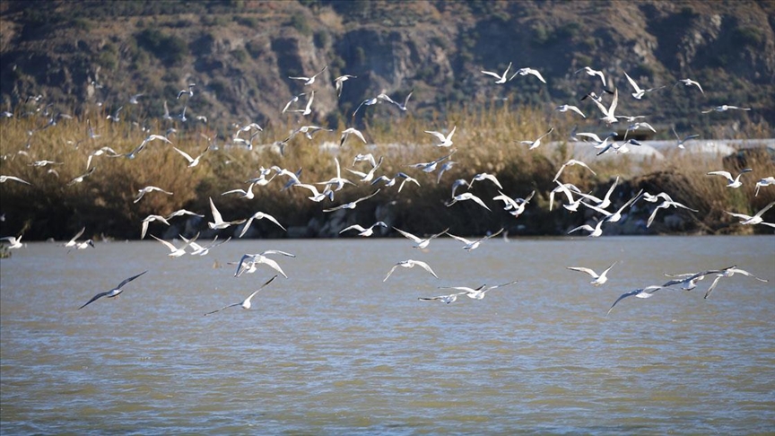 Türkiyenin en güneyindeki sulak alanda 291 kuş türü kayıt altına alındı