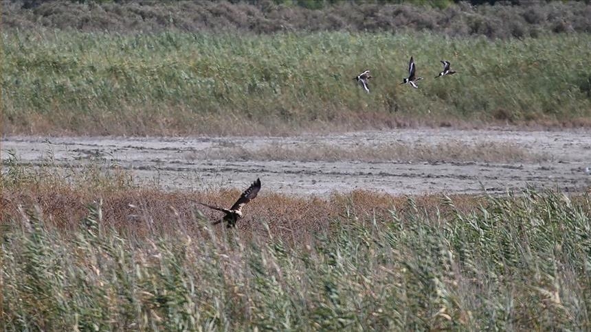 Iran races against time to revive vanishing wetlands