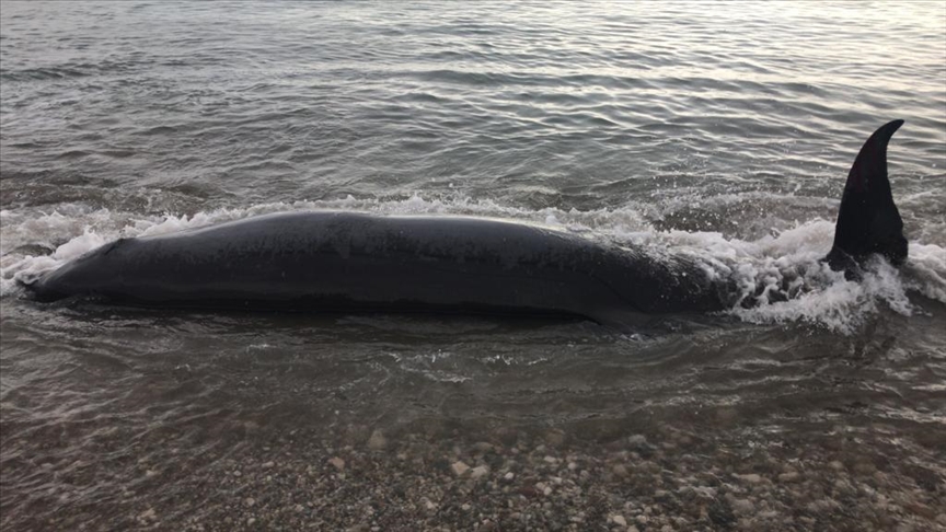 Stranded baby whale found dead off coast of Greek Salamis Island