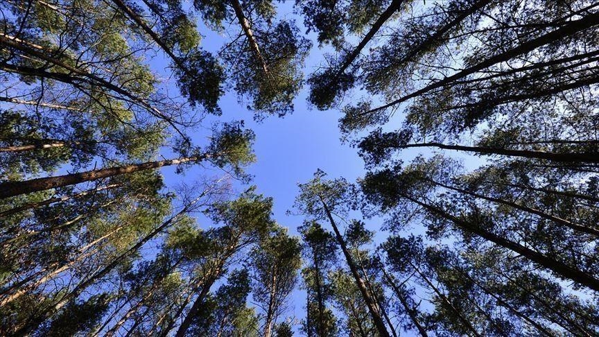 Shpyllëzimi i Amazonit në Brazil shënon rekord në janar 
