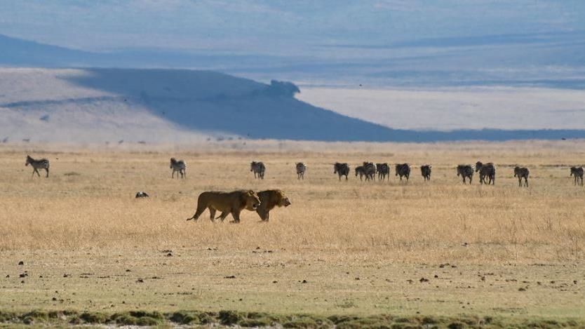 Tanzania’s Maasai pastoralists oppose state’s plan to ‘grab’ ancestral land