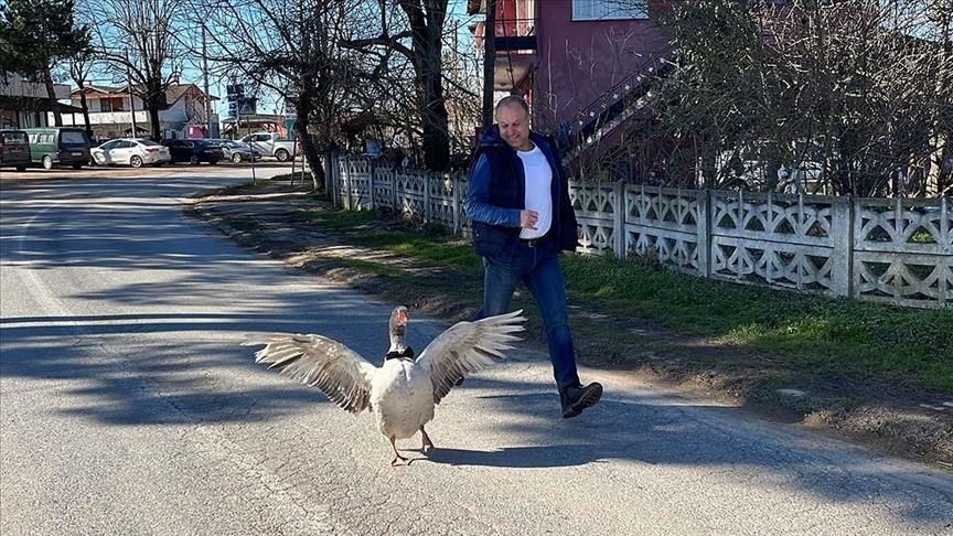 Good for the goose, good for the family: Turkish man and feathered friend are best of pals