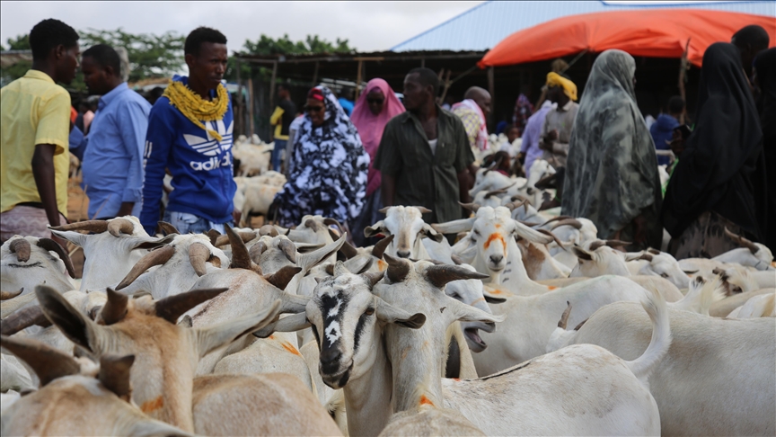 Somalia, UN launch national livestock support treatment campaign