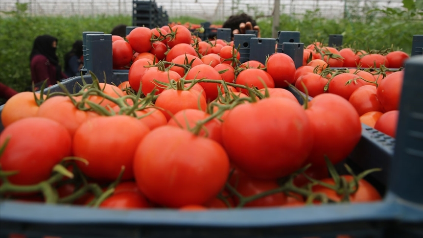 Rusya, Türkiyeden ithal edilen domates kotasını artırmaya hazırlanıyor