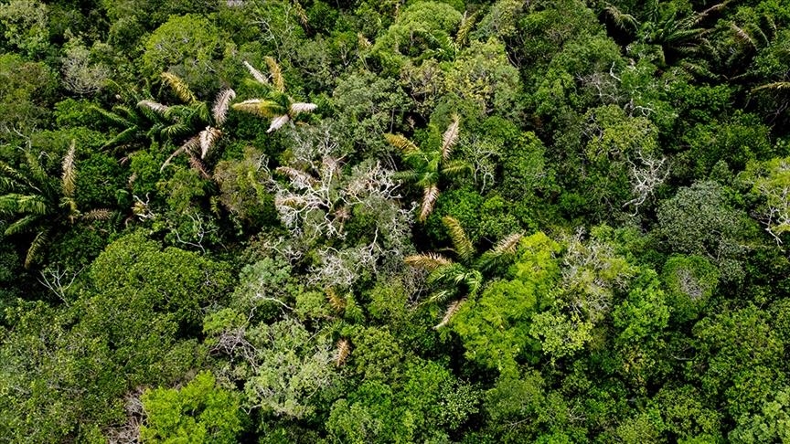 Brazil: Januarskom sječom šume u Amazonu uništena površina sedam puta veća od Manhattana
