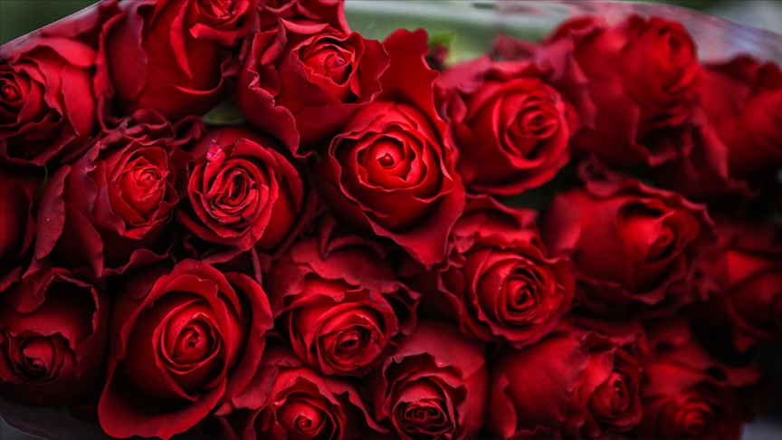 Sevgililer Gününün sembolü kırmızı güller 14 Şubatta 25-50 liradan satışa sunulacak