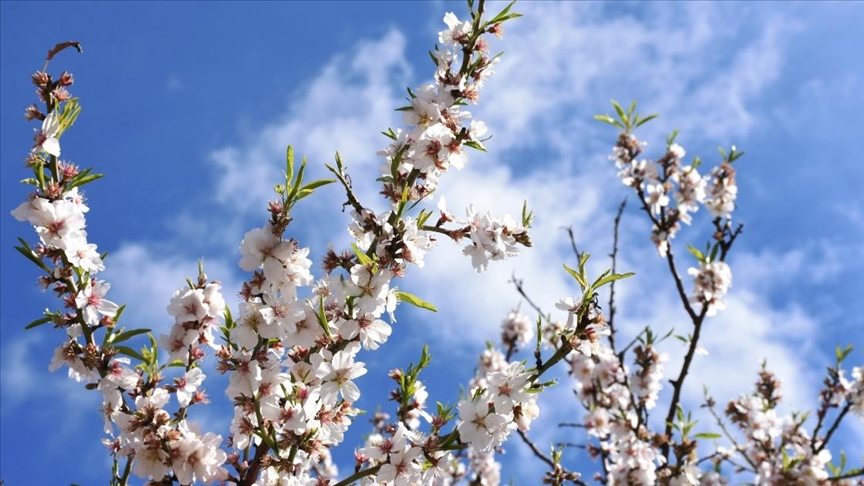 Muğla'da badem ağaçları çiçek açtı