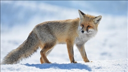 Aç kalan tilkiler Munzur Vadisi'nde yiyecek ararken görüntülendi