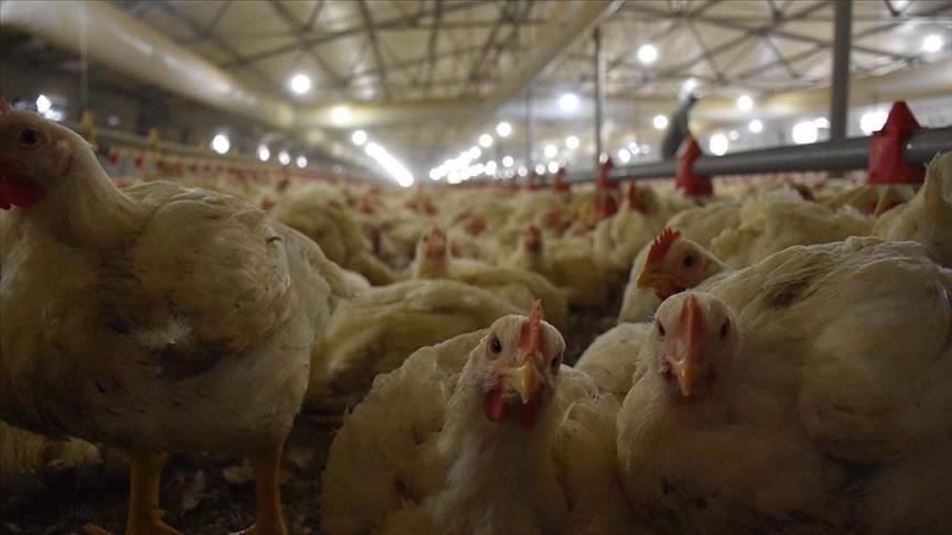 Turkiyes chicken meat output at 2.2M tons in 2021
