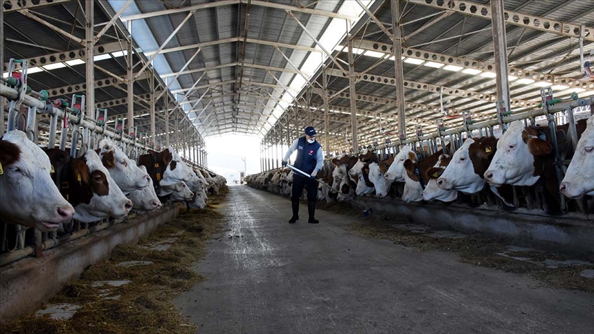 Toplanan inek sütü miktarı 2021de 10 milyon tonu aştı