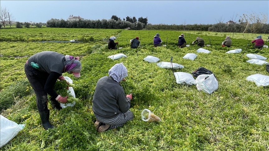Hatay'da hasadı devam eden maydanozdan 62 bin ton rekolte bekleniyor