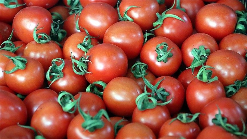 درآمد ترکیه از صادرات گوجه‌فرنگی تا سال 2023؛ یک میلیارد دلار
