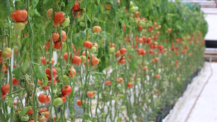 Jeotermalli organize sera bölgesiyle Simav domatesinin üretimi artacak