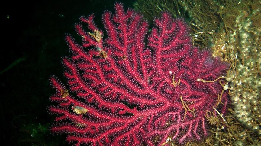 Müsilaj, Marmaradaki mercan ve sünger popülasyonunu olumsuz etkiledi