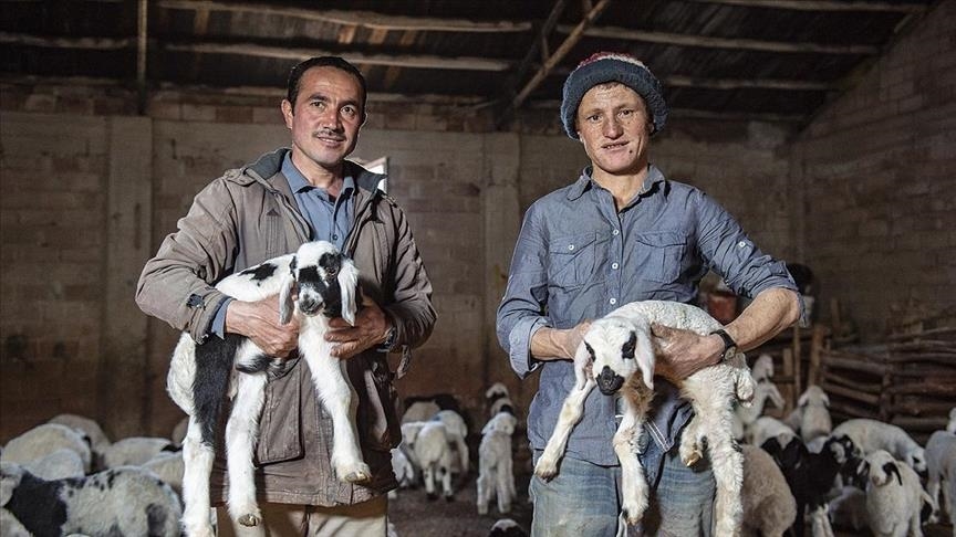 ره‌وه‌نده‌كانی دێرسم به‌ گرنگی پێدانی زۆره‌وه‌ به‌رخه‌ ساواكان گه‌وره‌ ده‌كه‌ن