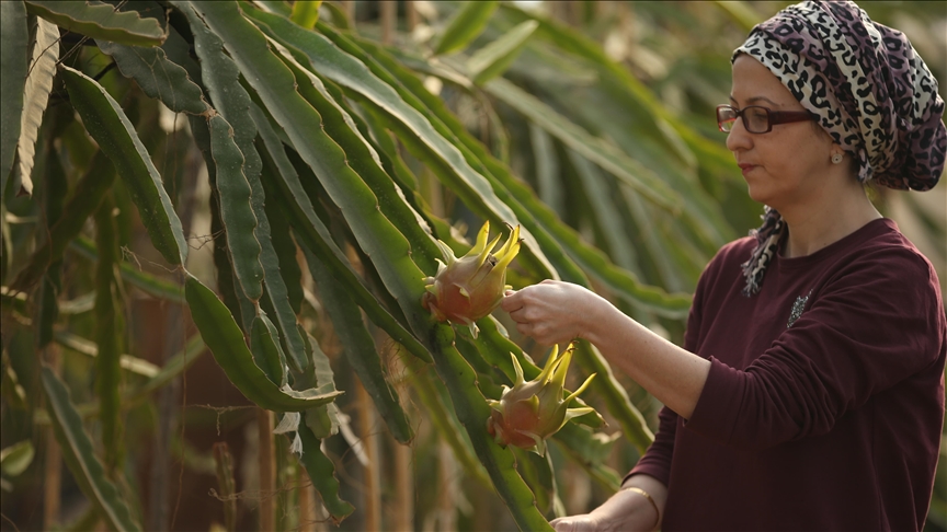 Girişimci kadın tropikal meyve 'pitaya'yı serada yetiştiriyor