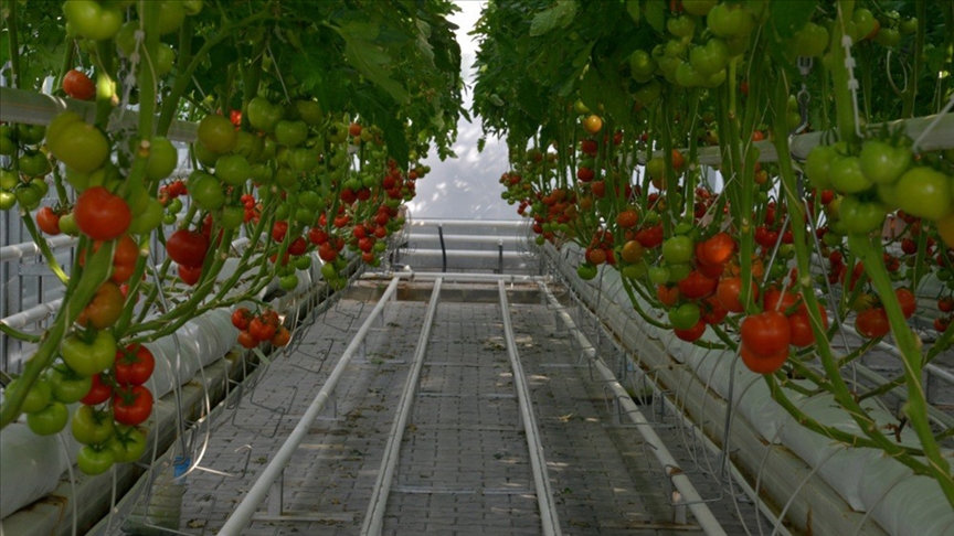 Kırşehirde topraksız tarımda alternatif ürün projeleri yürütülüyor