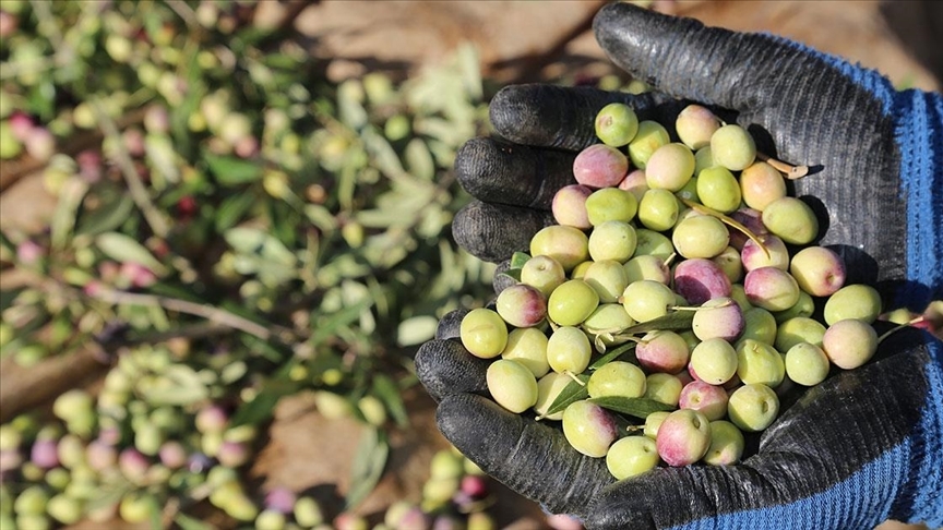 Zeytin ve zeytinyağında 5 yıl içinde 1 milyar dolar ihracat hedefi