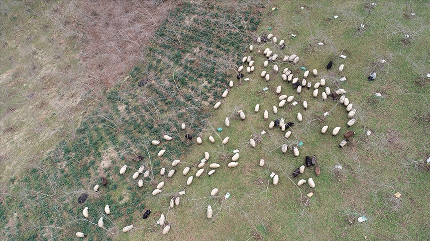 Meralar koyun sürüleriyle şenlendi