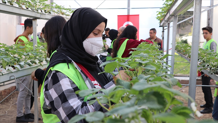 Adana'da lise öğrencileri kurdukları serada topraksız çilek yetiştiriyorlar