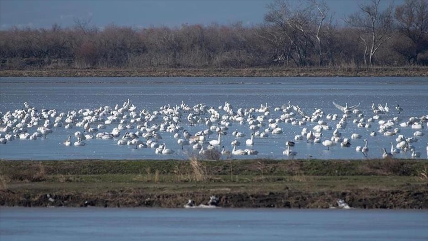Kuş Cenneti Gala Gölü Milli Parkında 232 kuş türü tespit edildi