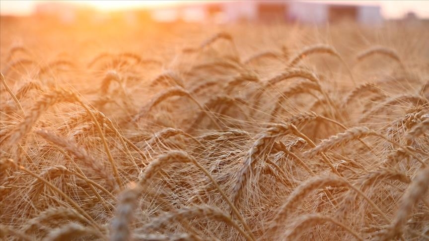 Lebanon seeks wheat imports amid concerns over Ukraine conflict