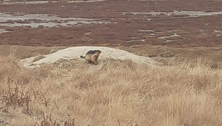 Wildlife in Pakistan showing signs of recovery