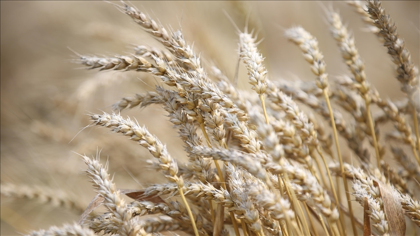 Buğday fiyatları, haftalık bazda yüzde 40ın üzerinde artarak 12 doları aştı