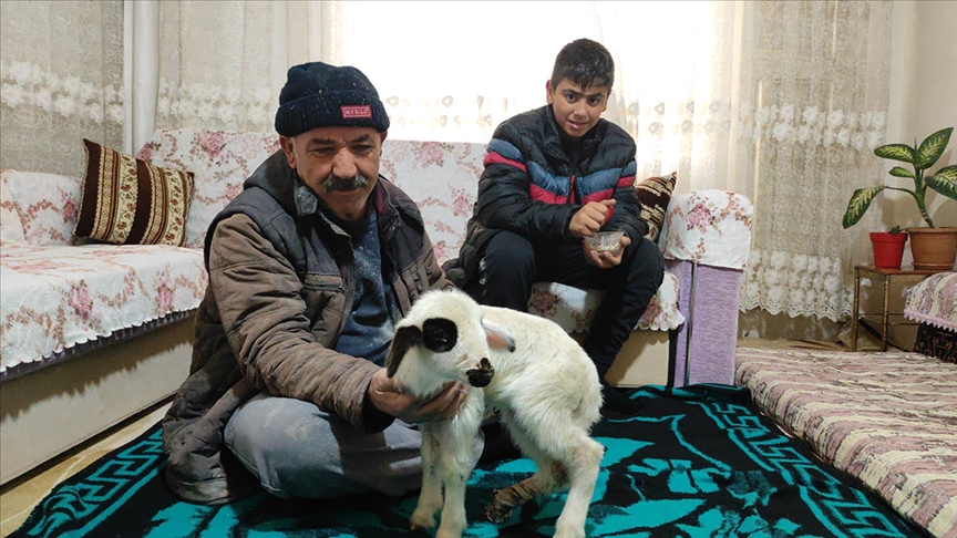 Bacağı kırılan 'Batuka' karantina sürecinde evlerinin 'kuzusu' oldu