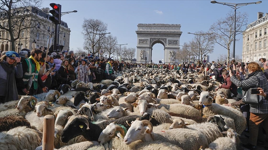 Paris'in en ünlü caddesini koyunlar doldurdu