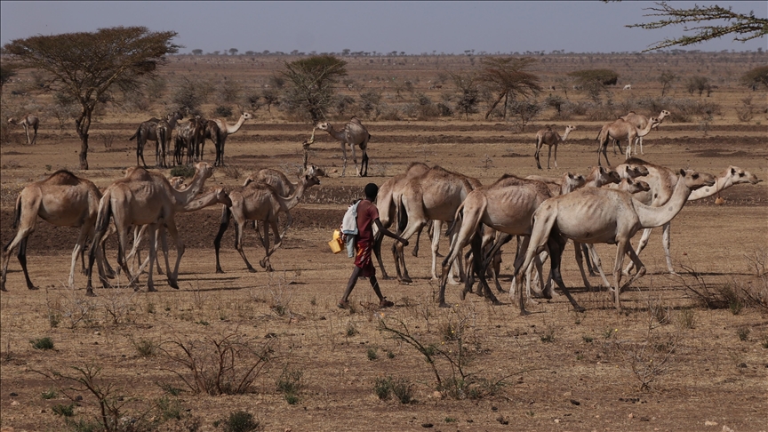 Over a million livestock lost to drought in eastern Ethiopia