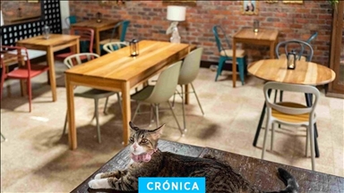 La Gatoría, el café que atiende y les da un refugio a gatos sin hogar en Colombia