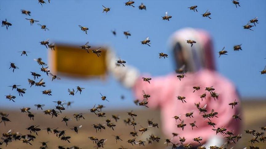 As locals take up apiculture, bees in Zimbabwe fend off illegal loggers