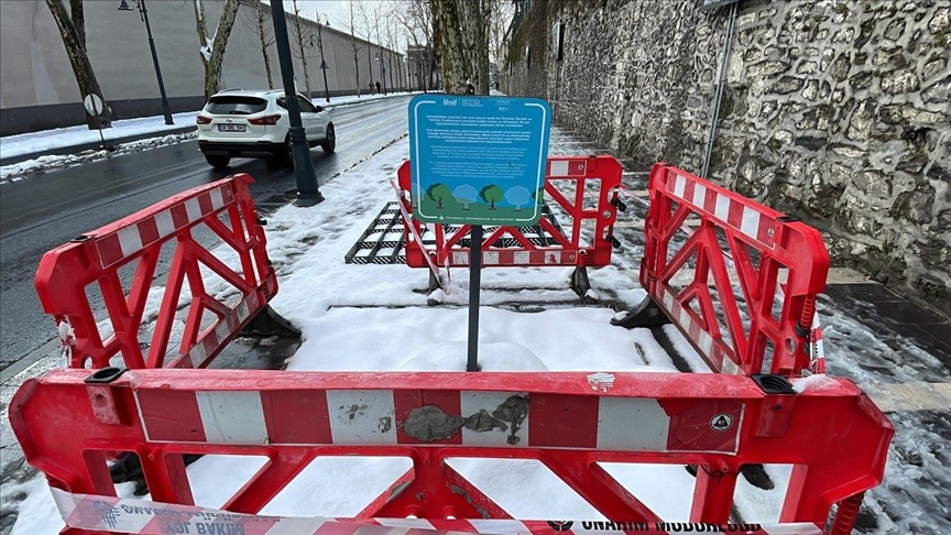 Uzmanlardan anıt çınarlar için kurtarıcı çözüm önerileri