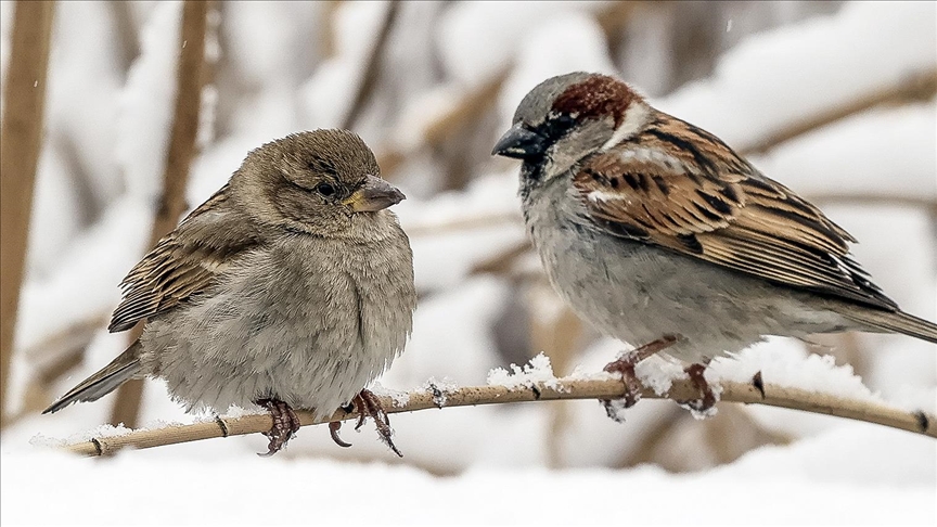 Sparrows disappearing from skies of South Asian metropolises