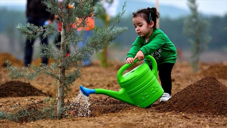 В Турции до конца года будет высажено 600 млн саженцев деревьев