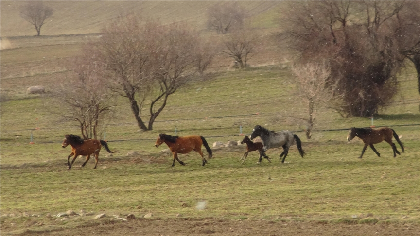 Turquie : Des chevaux sauvages photographiés près de villages à la recherche d'herbes