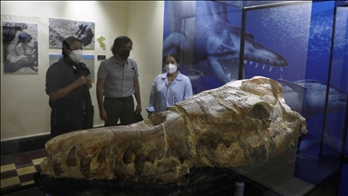 U Peruu otkrivena 36 miliona godina stara lobanja morskog čudovišta
