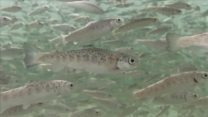 Karadeniz alabalığının ıslah edilerek daha hızlı büyümesi hedefleniyor 
